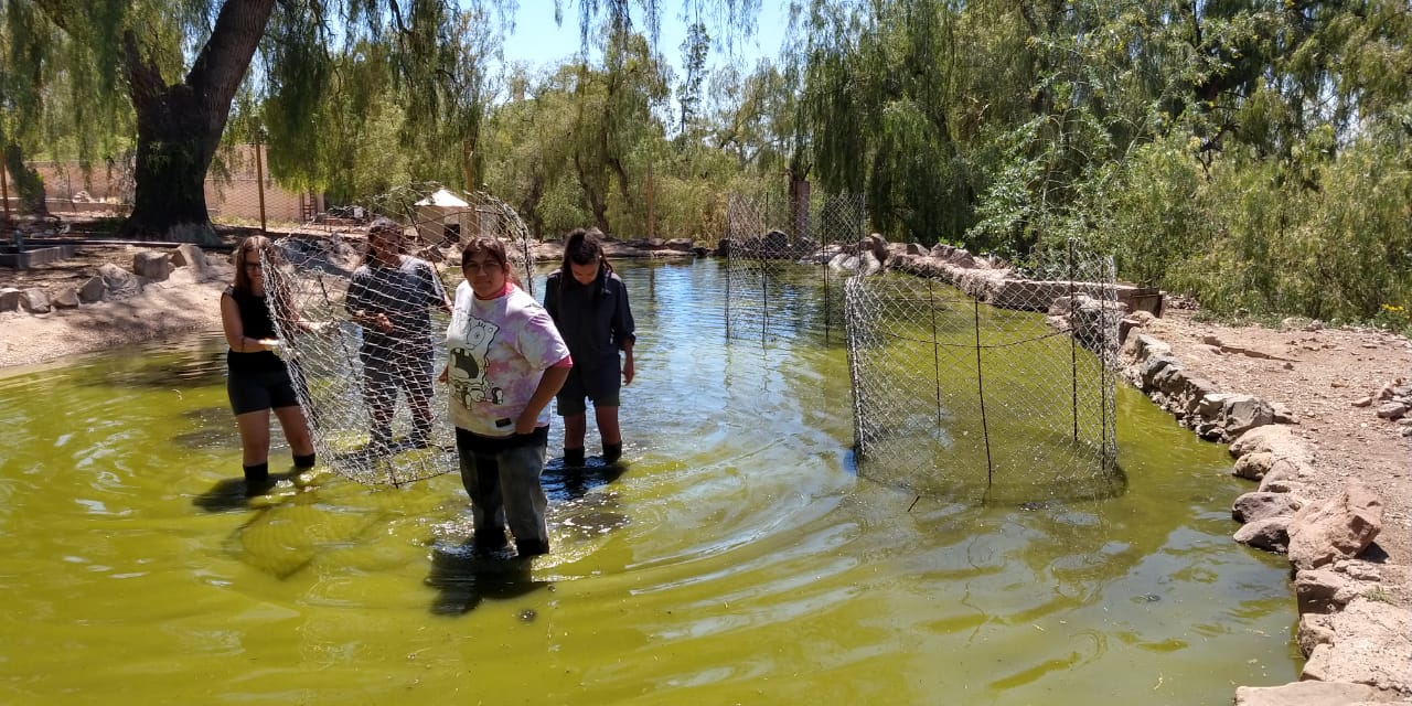 Avances en la rehabilitación del habitáculo de los flamencos australes en el Ecoparque Mendoza