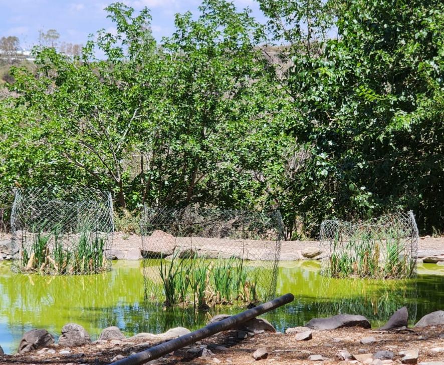 Termina la primera etapa del proyecto para la Rehabilitación del habitáculo de los flamencos en el Ecoparque de Mendoza