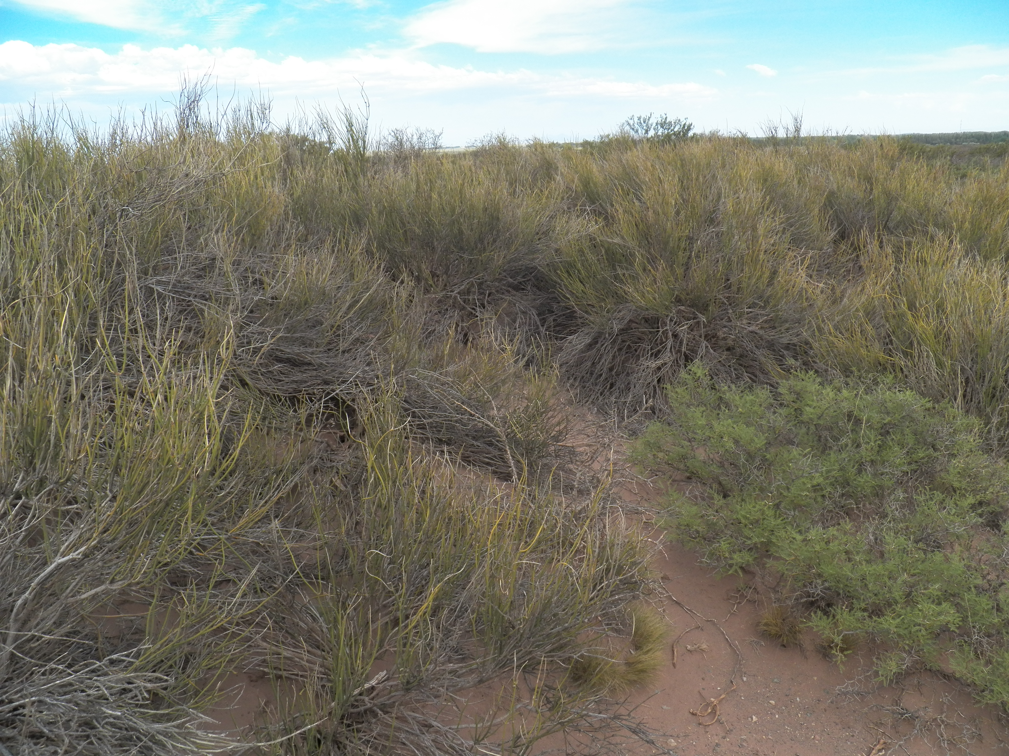 Evaluación de Impacto Ambiental para la Regulación de la Cantera Municipal Arroyo La Bebida, Malargüe, Mendoza (2014-2015)