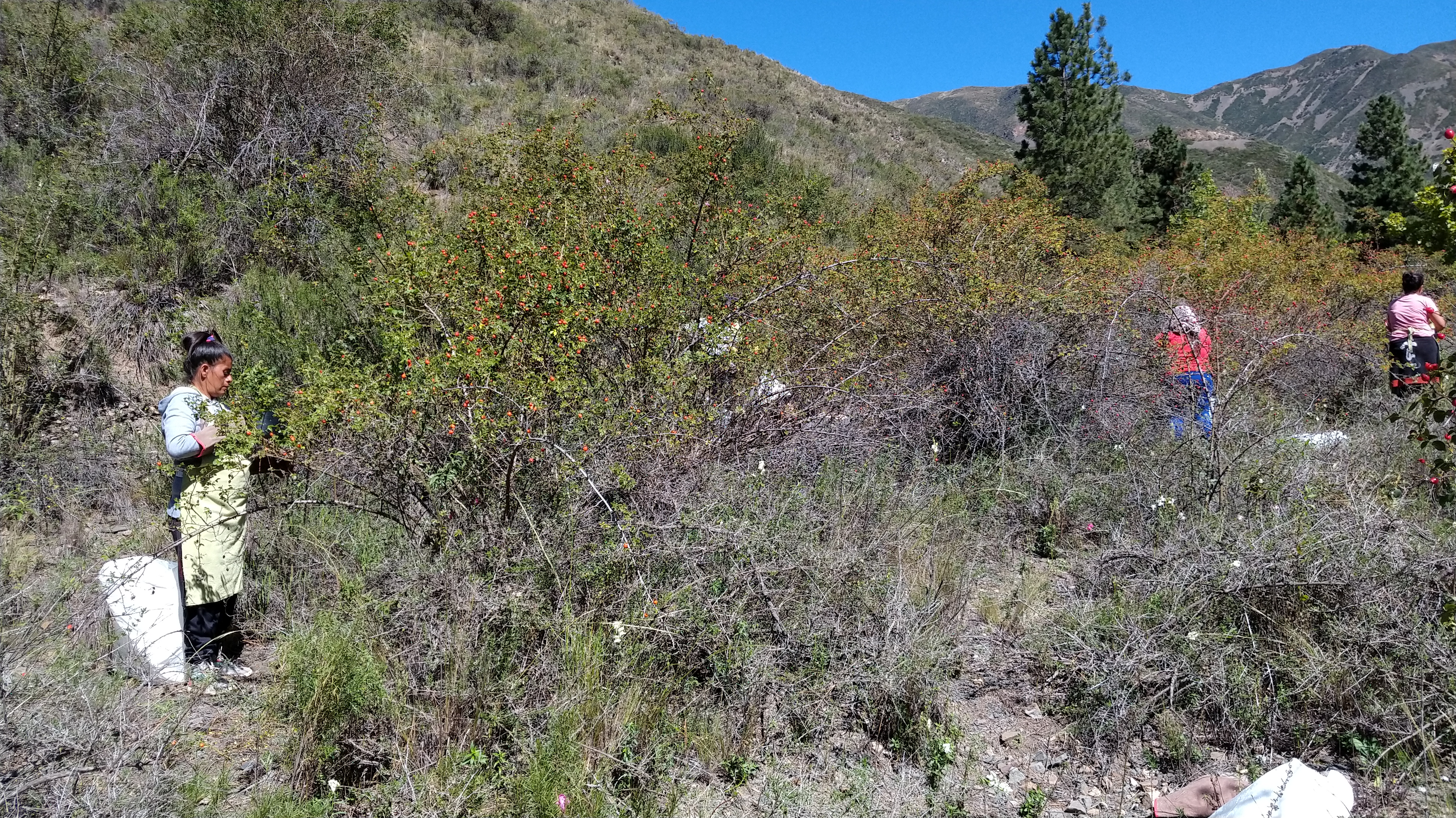 Cosecha de Frutos de Rosa Mosqueta para Elaboración de Dulces, Reserva Natural Villavicencio (2020)