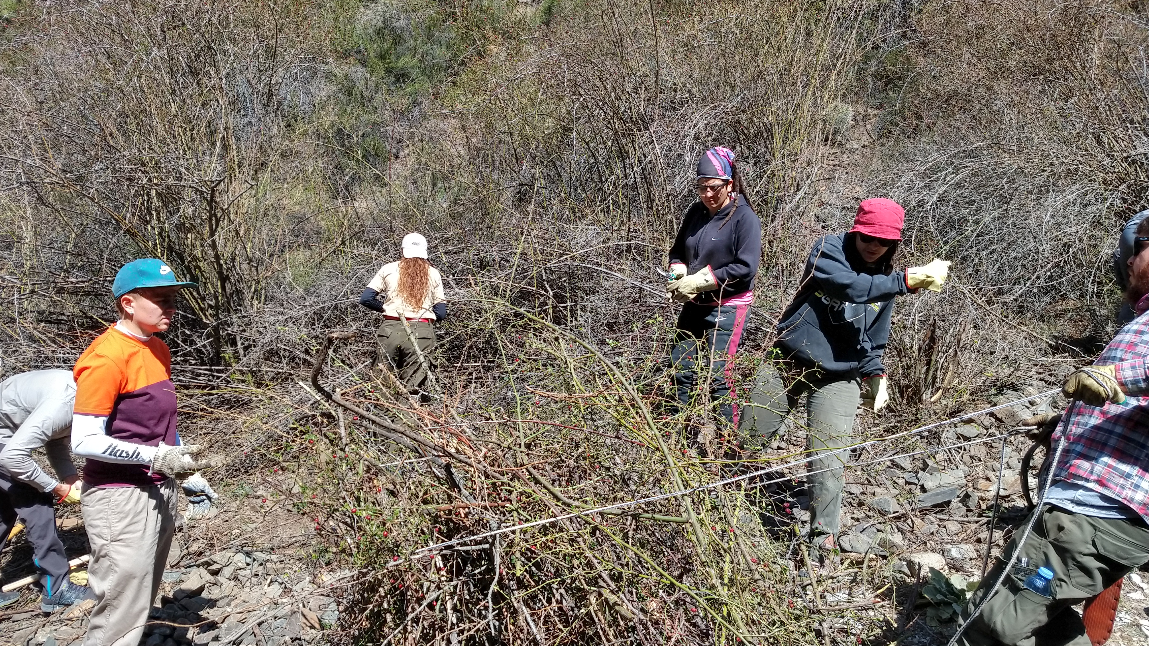 Manejo de Especies Exóticas — Pruebas de Extracción de Rosa Mosqueta para la Restauración de Vega Agua del Puma, Villavicencio (2020-2022)