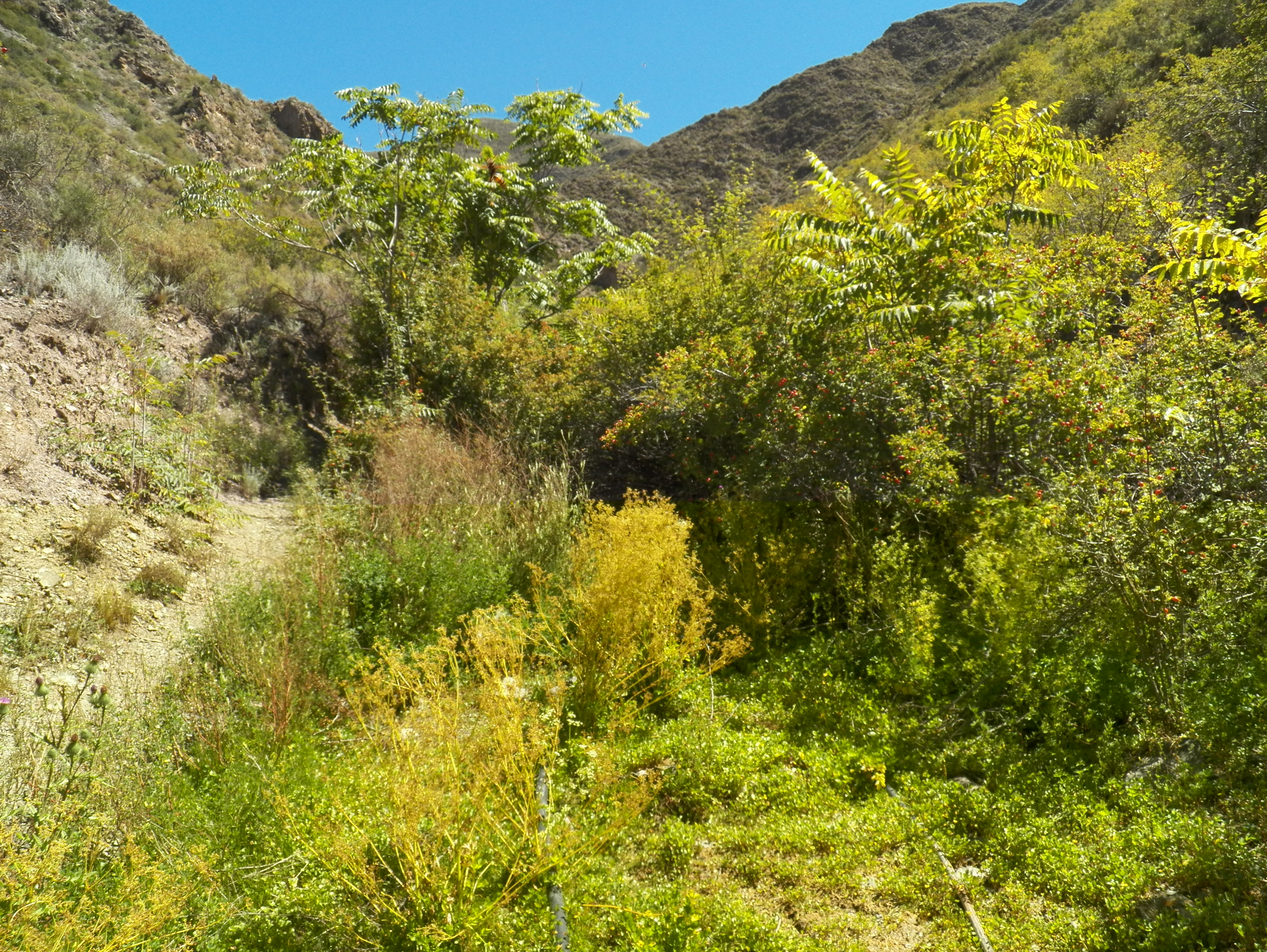 Elaboración de Mapas de Distribución y Abundancia de Especies Exóticas, Reserva Natural Villavicencio (2021)